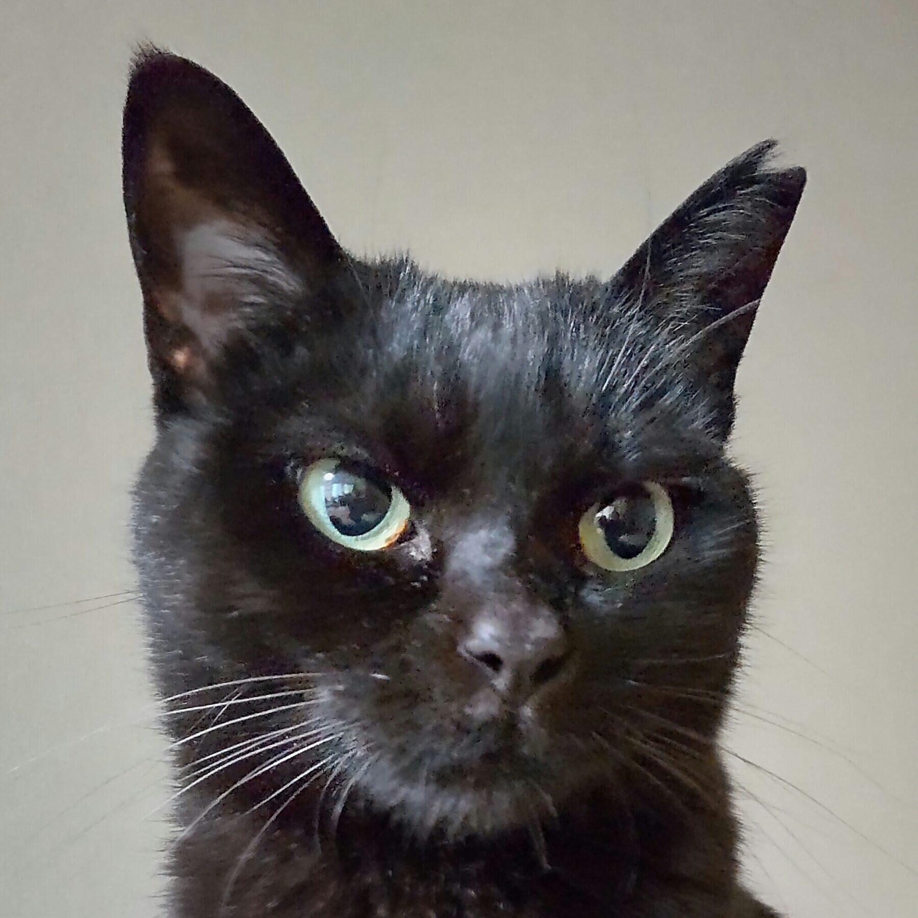 黒猫の正面写真