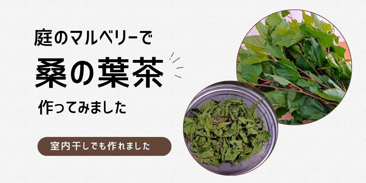 庭のマルベリーで桑の葉茶を作ってみた｜乾燥方法と味をレビュー
