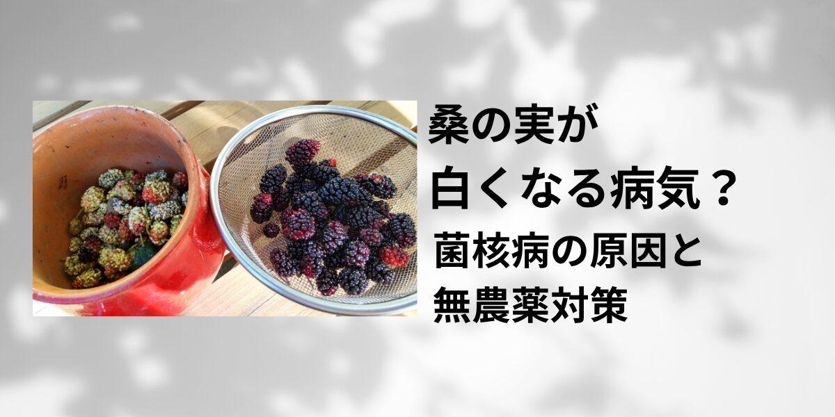 桑の実が白くなるのは病気？菌核病の原因と無農薬でできる対策