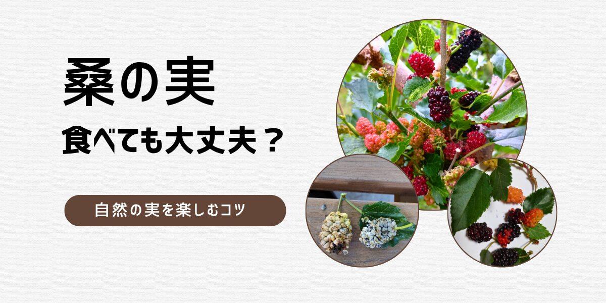 桑の実で体調不良？ニュースで気になった「野生の実」の注意点を調べました