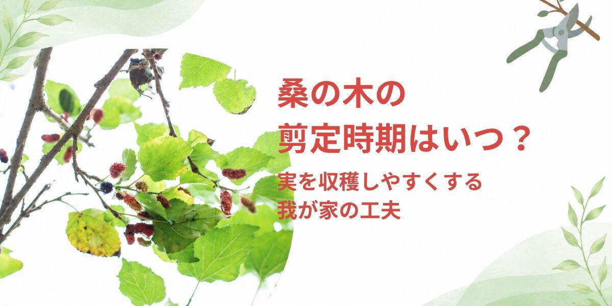 桑の木の剪定時期はいつ？実を収穫しやすくするために我が家でしていること