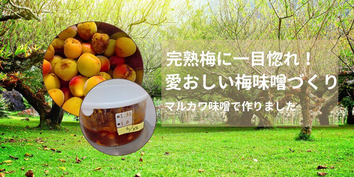廃棄寸前の完熟梅に一目惚れ！常温で追熟させて作る愛おしい梅味噌作り
