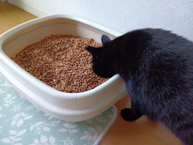 トイレの臭いを嗅ぐ黒猫